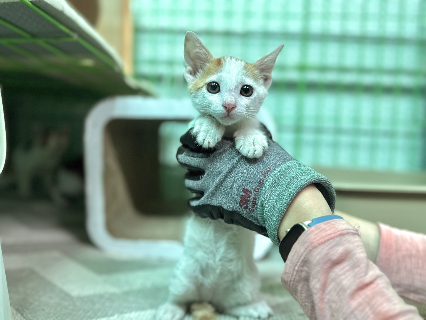 [고양이] 한국 고양이 경북-포항-2025-00431 유기동물 배경 이미지 입니다.